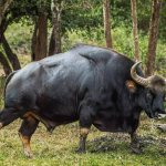 Видео: Гаур — самый крупный бык, который может гонять тигров и любит есть грязь