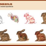 Внутреннее и внешнее строение кролика