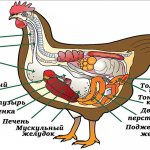 Внутренние органы курицы