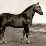 Воронежская упряжная порода лошадей фото