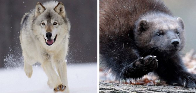 Враги баранов: волк и росомаха