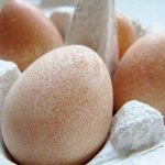 Яйца цесарок. Фото, чем отличаются от куриных, польза, вред