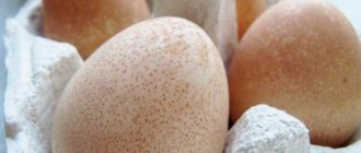 Яйца цесарок. Фото, чем отличаются от куриных, польза, вред