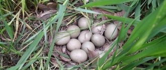 Яйца фазана