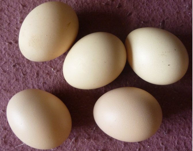 Яйца китайских шелковых кур