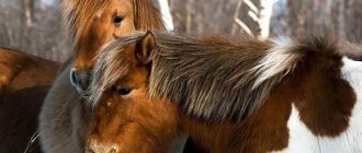 Якутская-лошадь-Описание-особенности-уход-и-цена-якутской-лошади-21