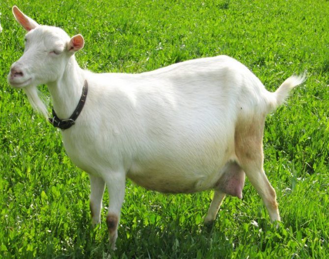 Зааненская порода коз 6