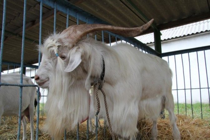 Зааненская порода коз 8