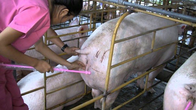 Забор анализов на беременность у свиньи