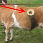 Зачем дырка в боку у коровы