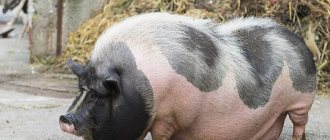 жирная пятнистая свинья