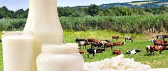 Жирность коровьего молока: как ее повысить с помощью рациона и условий содержания